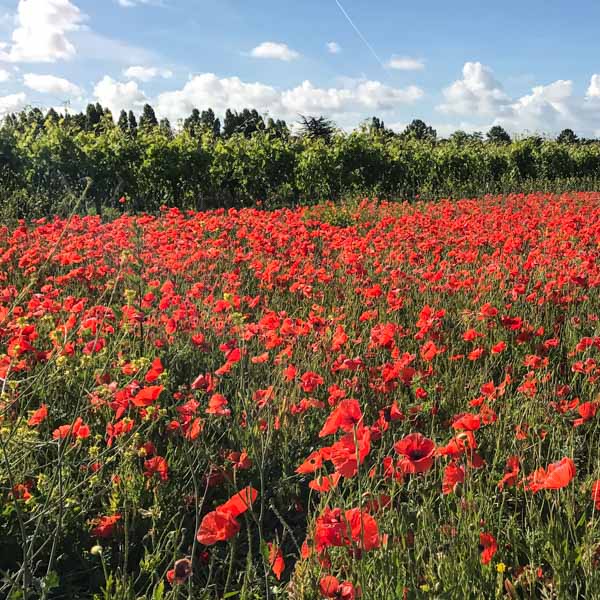 A field of red poppies on the Ile de Ré