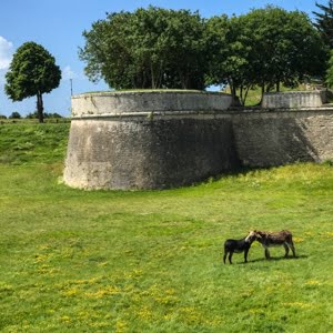 Donkeys grazing under stone walls of UNESCO protected fortifications, Saint Martin de RE