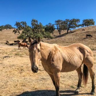 Horse grazing on Foxen Canyon Road