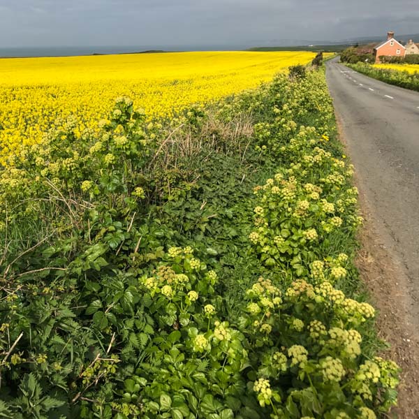 Cycling the Military Road in south Isle of Wight, alongside a bright yellow field