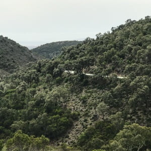Winding forest road in the Esterel near Cannes