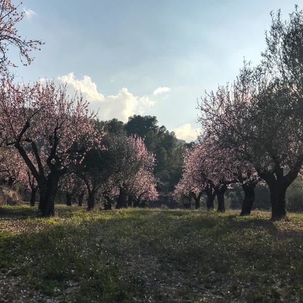 Almond blossom trees in Spain