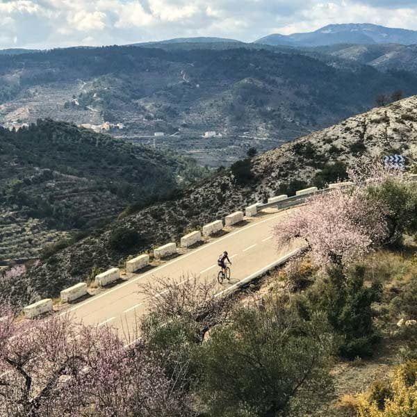 Aerial photo of cyclist climb a mountain road with almond blossom and road markers