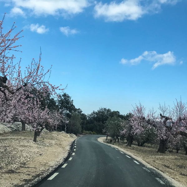 Road winding through almond trees