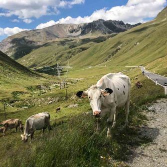 Cows on the Bormio side of Stelvio Pass