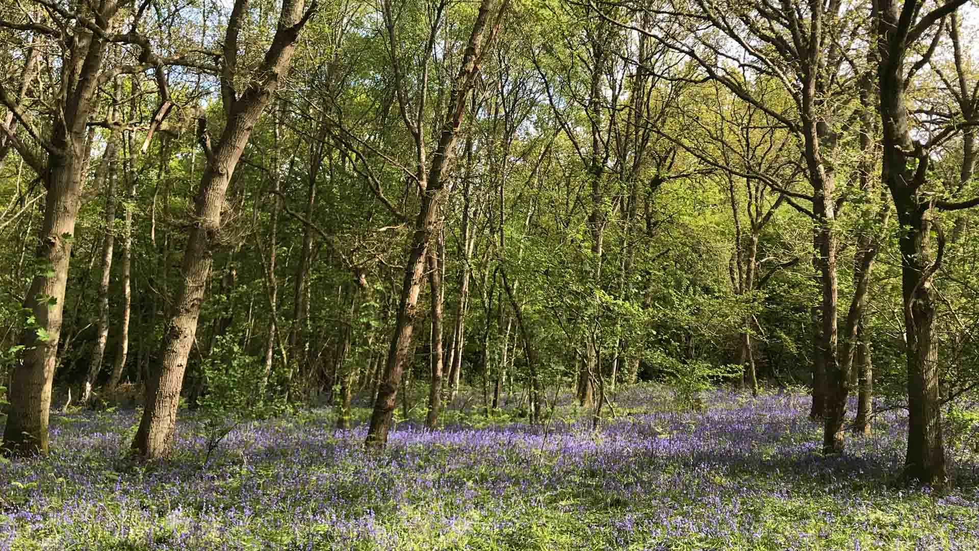 Cycling The Surrey Hills Cycle Routes Café Tips More - 