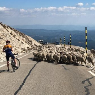 Club des Cingles du Ventoux cycling challenge (copyright Epic Road Rides)-18 Sheep on the final descent of the cingle du mont ventoux down to bedoin